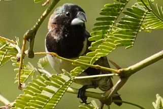 Spermestes fringilloides - Riesenelsterchen